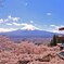 忠霊塔、桜　富士山