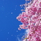 舞花