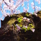桜の妖精