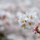 一目千本桜