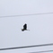 なんて名前の鳥だろう？