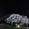 夜桜