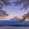 富士と桜