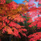 高野の紅葉