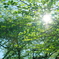 初夏の木漏れ日