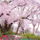 お花見