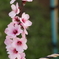 慈雲寺 桃の花