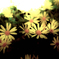 Wild Flower:1