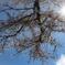桜と空と太陽