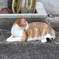 野良猫0001-02