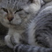 野良猫0002-02