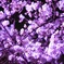 夜桜
