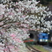 桃花の咲く駅②