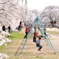 学校桜