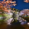 彦根城の桜