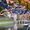 彦根城の桜