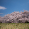 丘からの桜の便り