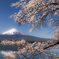 富士と桜④