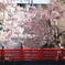 佃小橋の桜