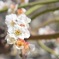 白梅