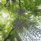 見上げてごらん　藤の花