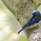 また逢いたい青い鳥