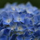 紫陽花
