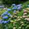 紫陽花