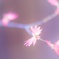 はばたき。
