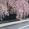 秋田県 角館 武家屋敷の枝垂れ桜