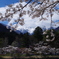 桜と残雪の木曽駒ヶ岳