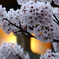桜の朝