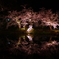 君と見た美しい夜桜・・・