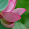 華。