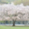 Weeping cherry tree