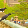 黒いトリオ