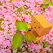 花のゆりかご