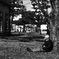 old trees