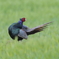 美しき国鳥Ⅴ