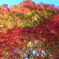 盛り紅葉