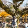 桜の木にさそわれて＊