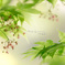 モミジの花 Ⅰ