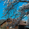 種畜牧場の桜①