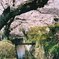 京都 哲学の道 桜 1