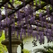 湊川神社宝物殿の藤棚