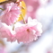 八重桜