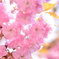 八重桜