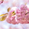 八重桜