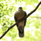 鳩
