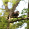 鳩